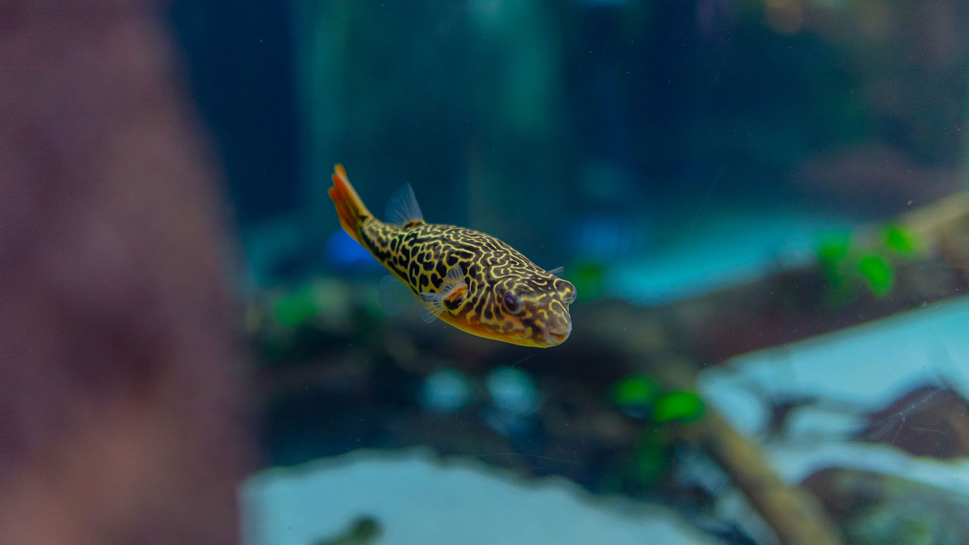 Pez globo leopardo gigante Poema del Mar Acuario Gran Canaria