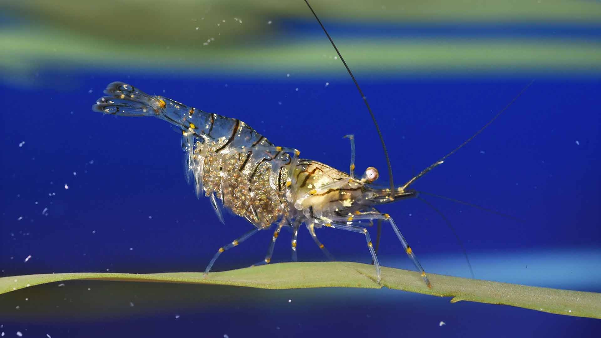 Common Prawn