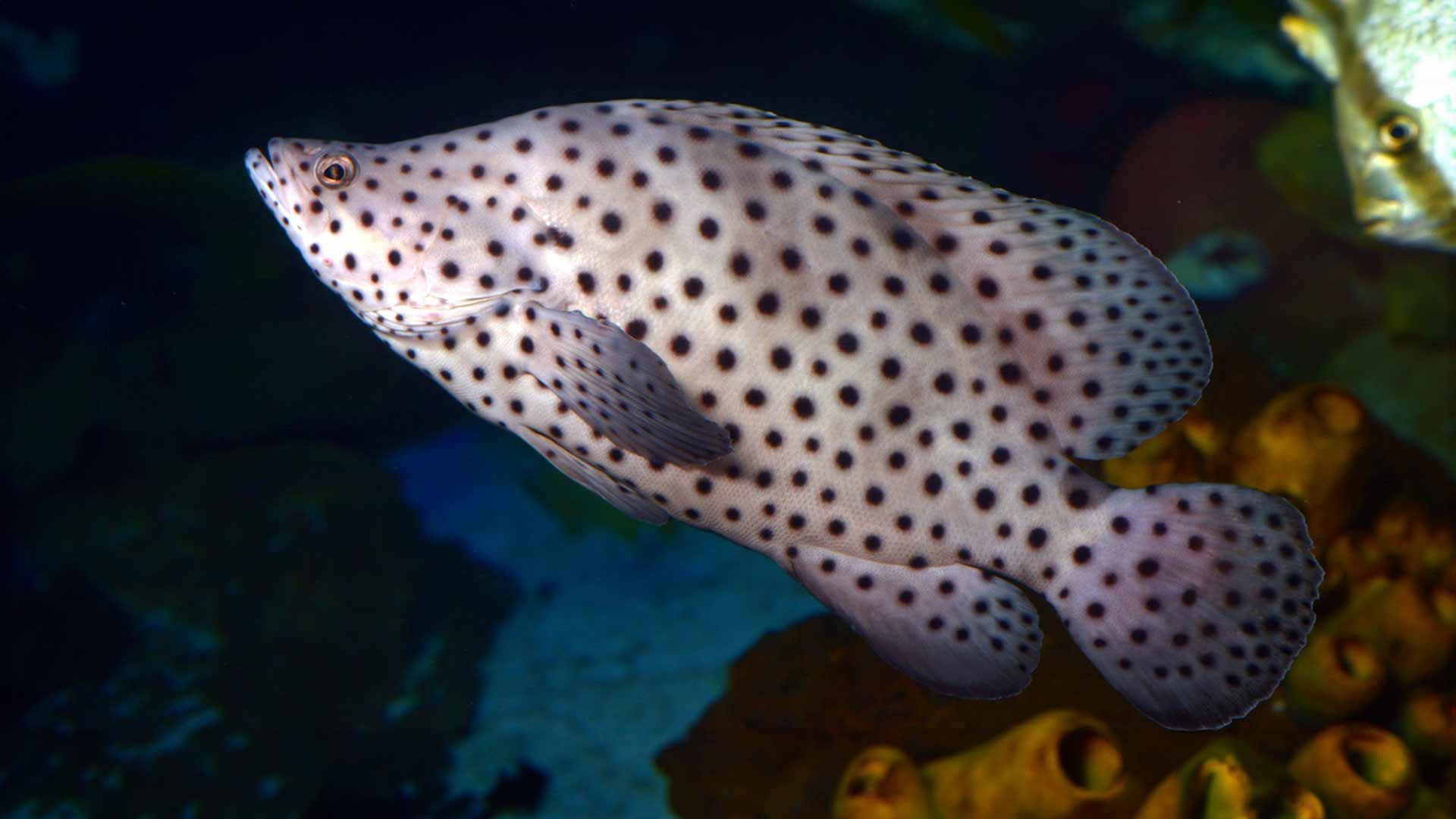 Humpback Grouper