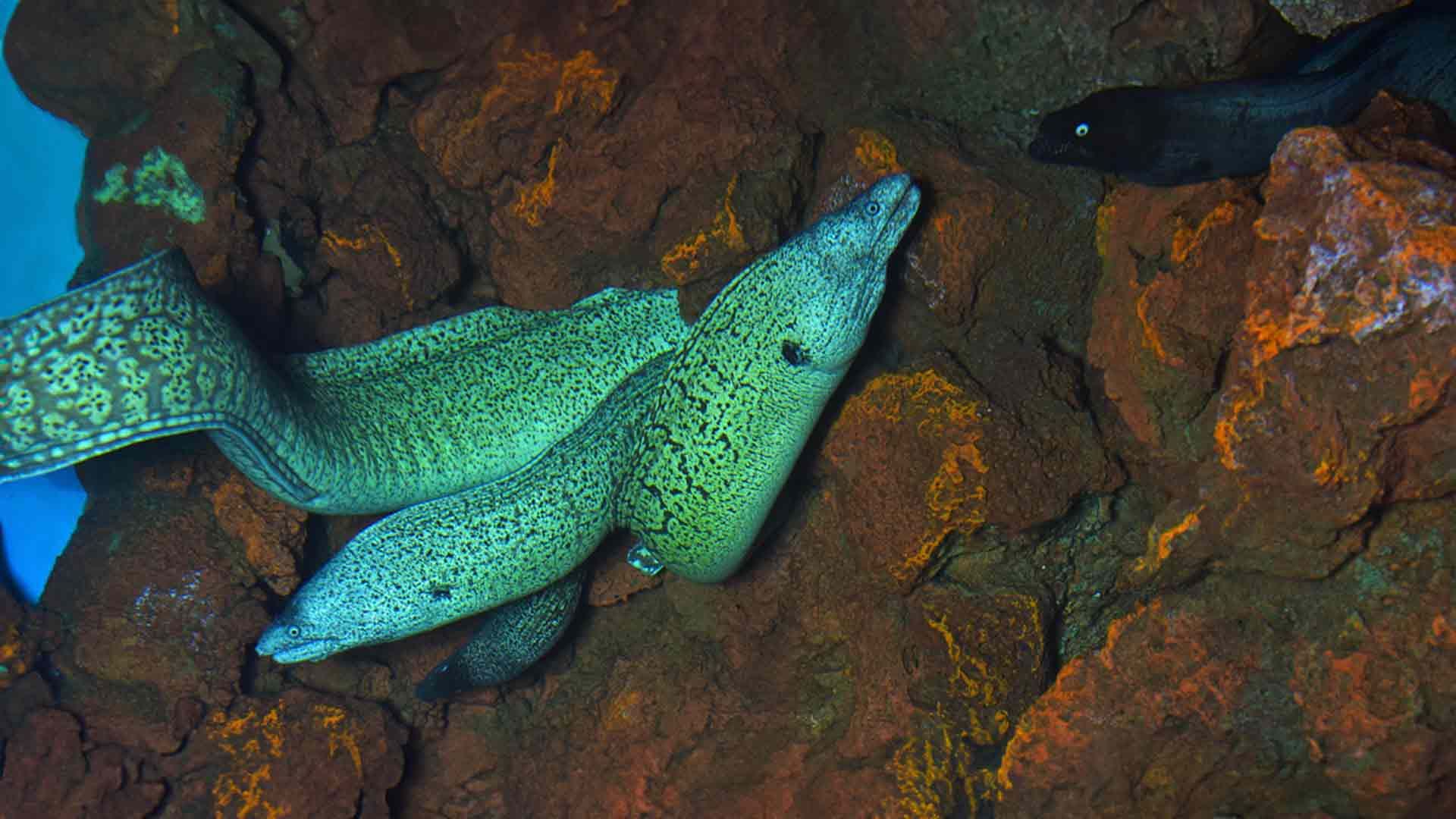 Moray Eel