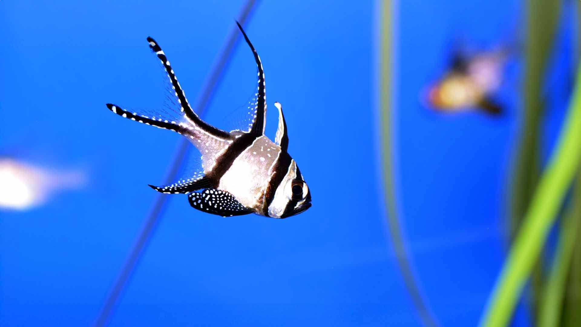 Banggai Cardinal Fish