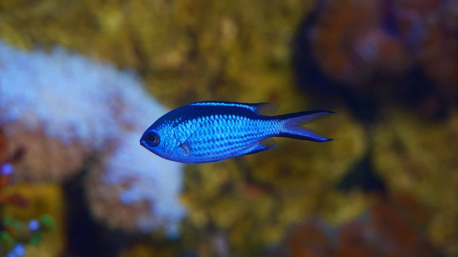 Blue Damselfish