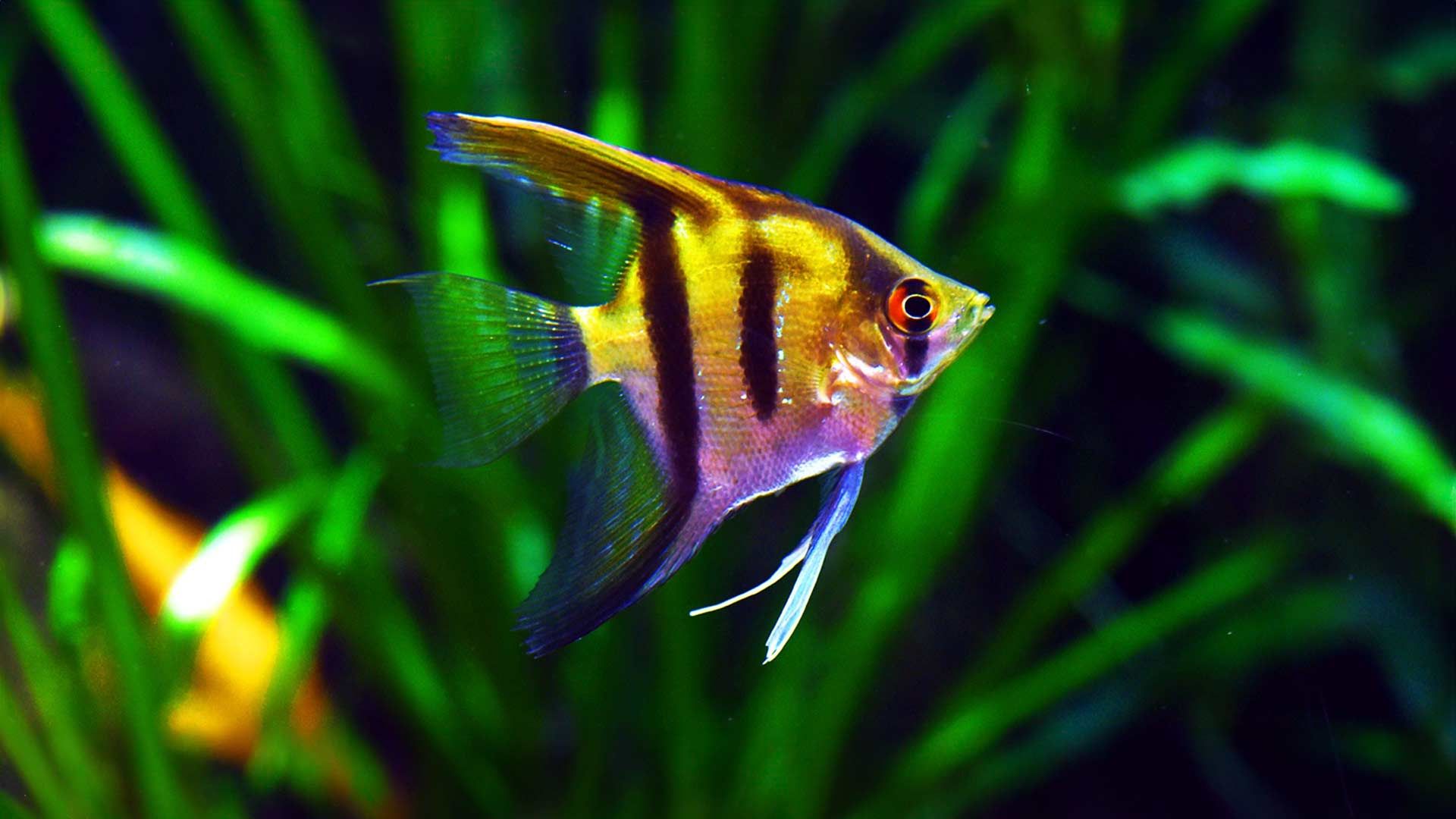 Freshwater Angelfish Poema del Mar Aquarium Gran Canaria