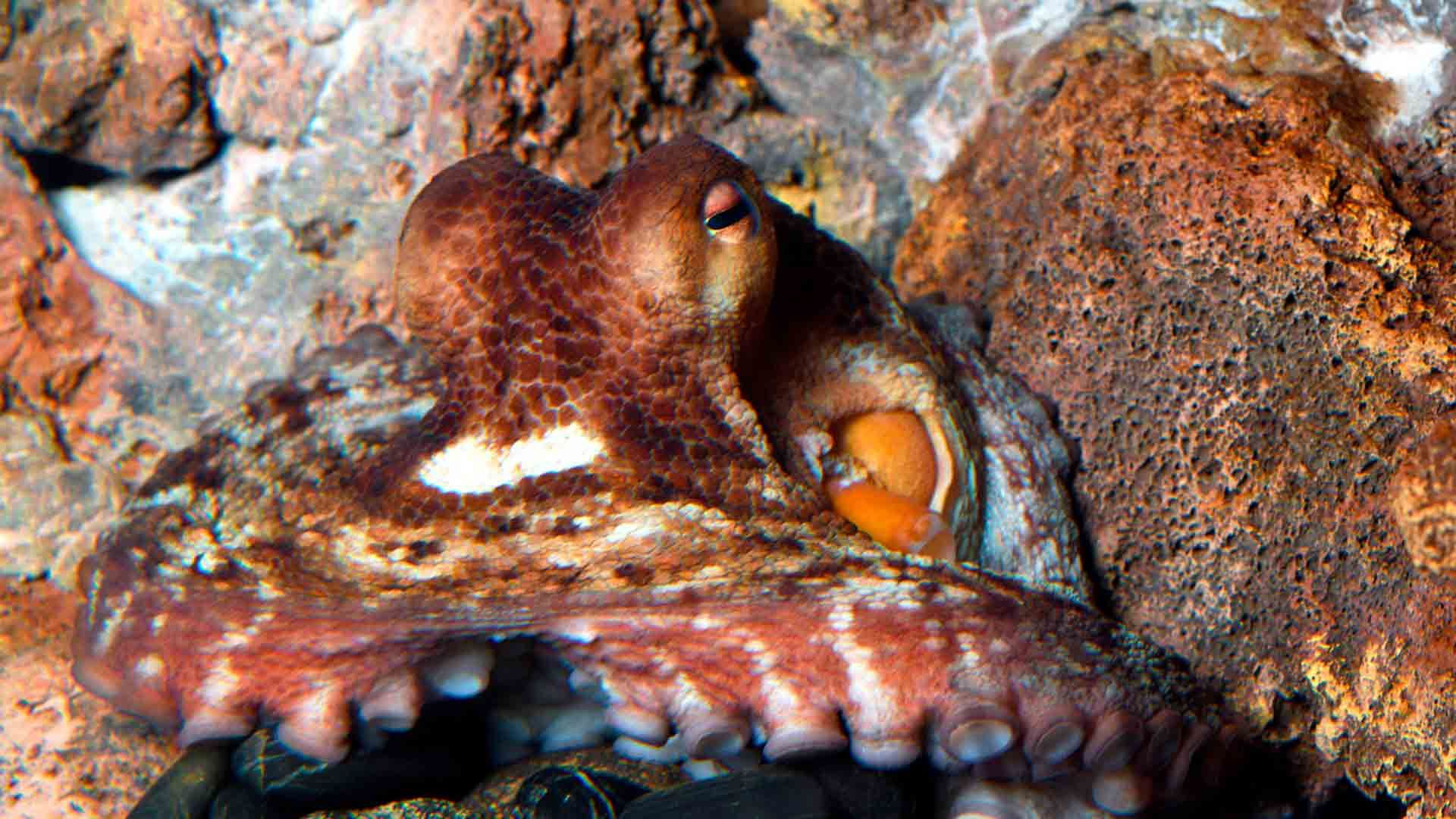 Comun Octopus