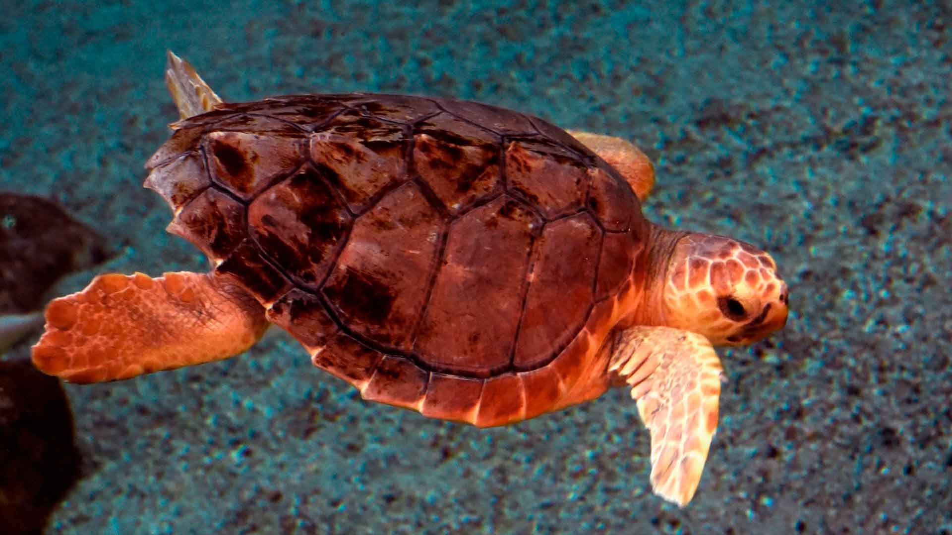 Loggerhead Sea Turtle