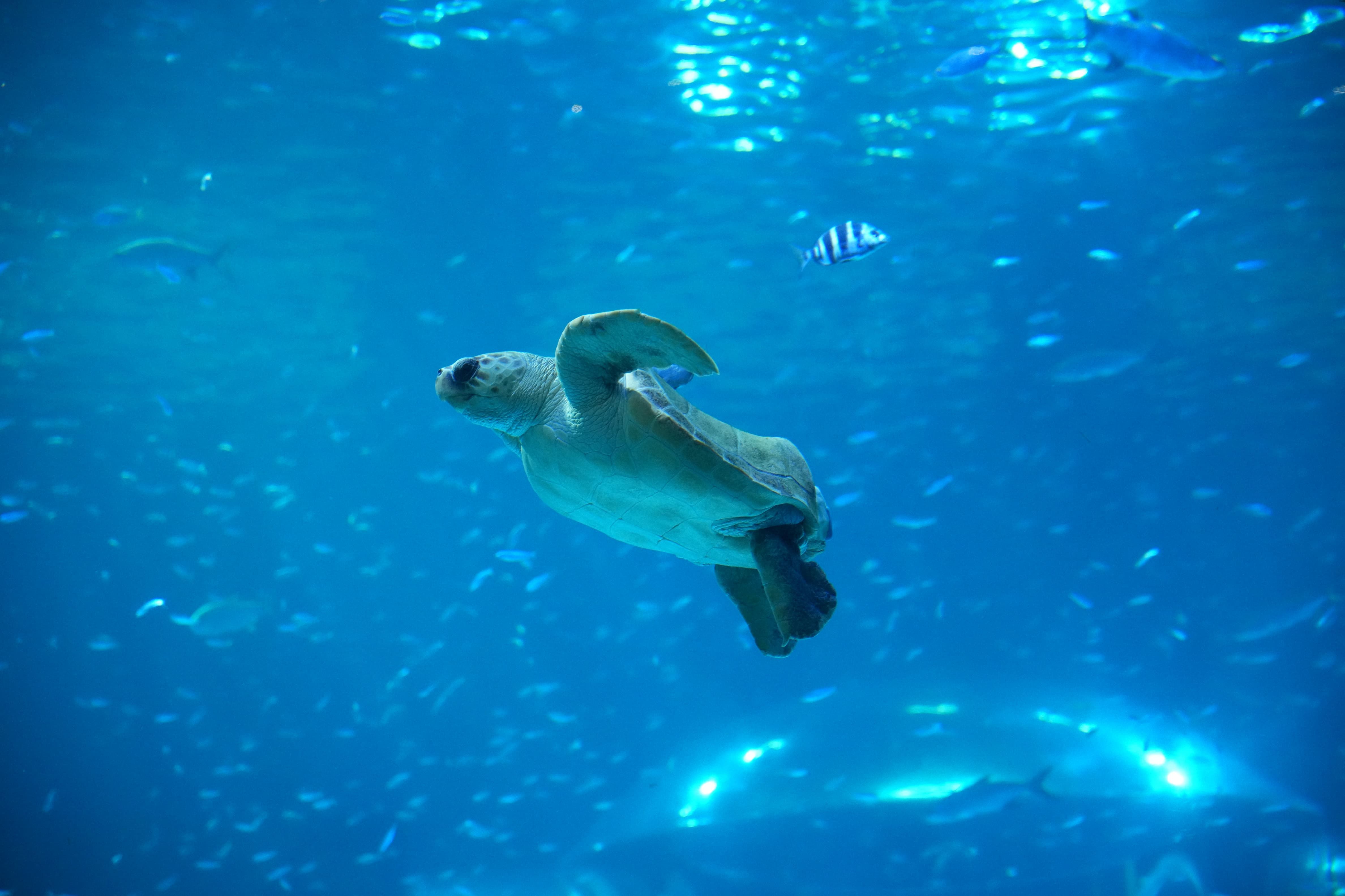 Tortuga boba