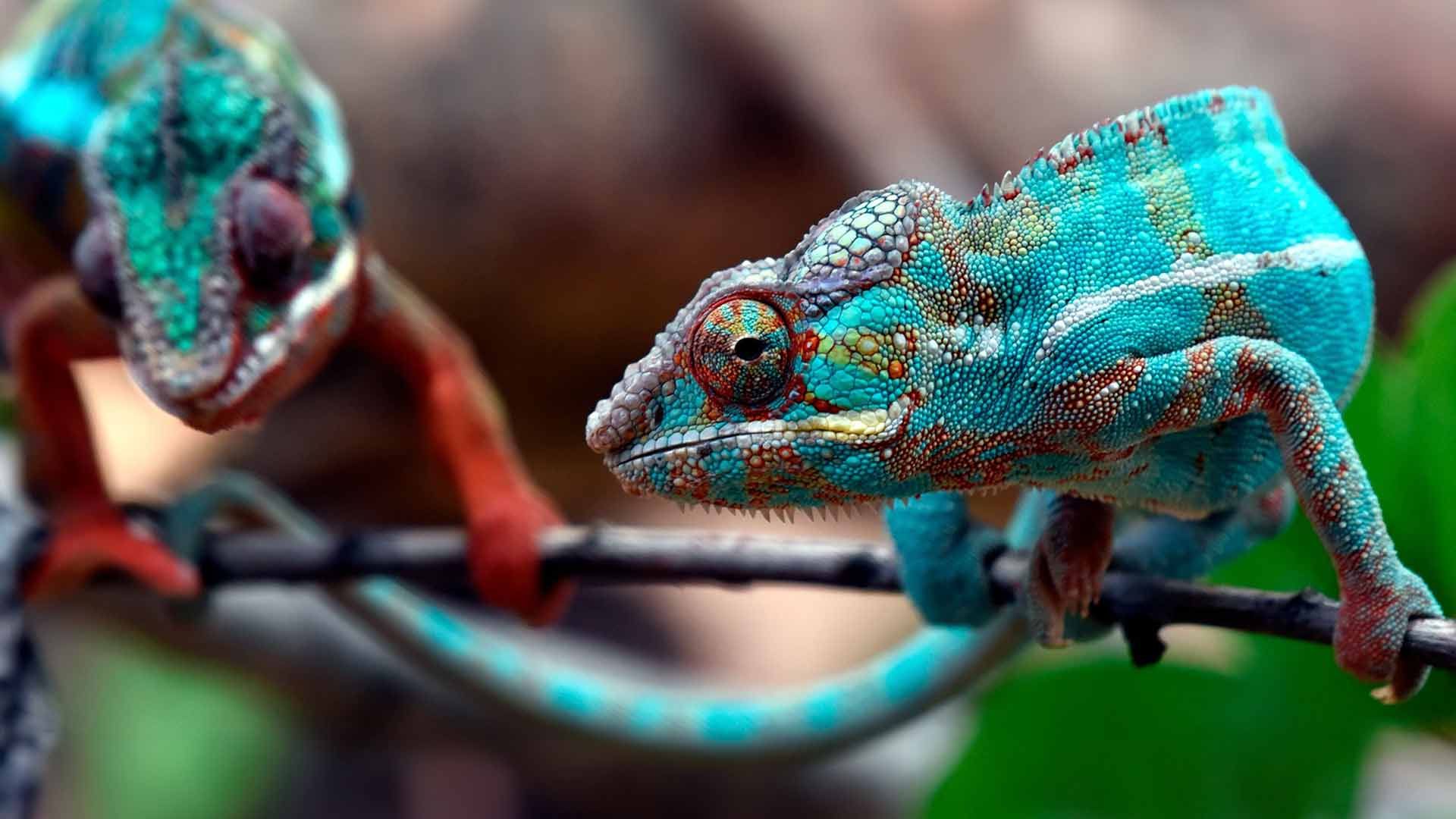 Chameleons