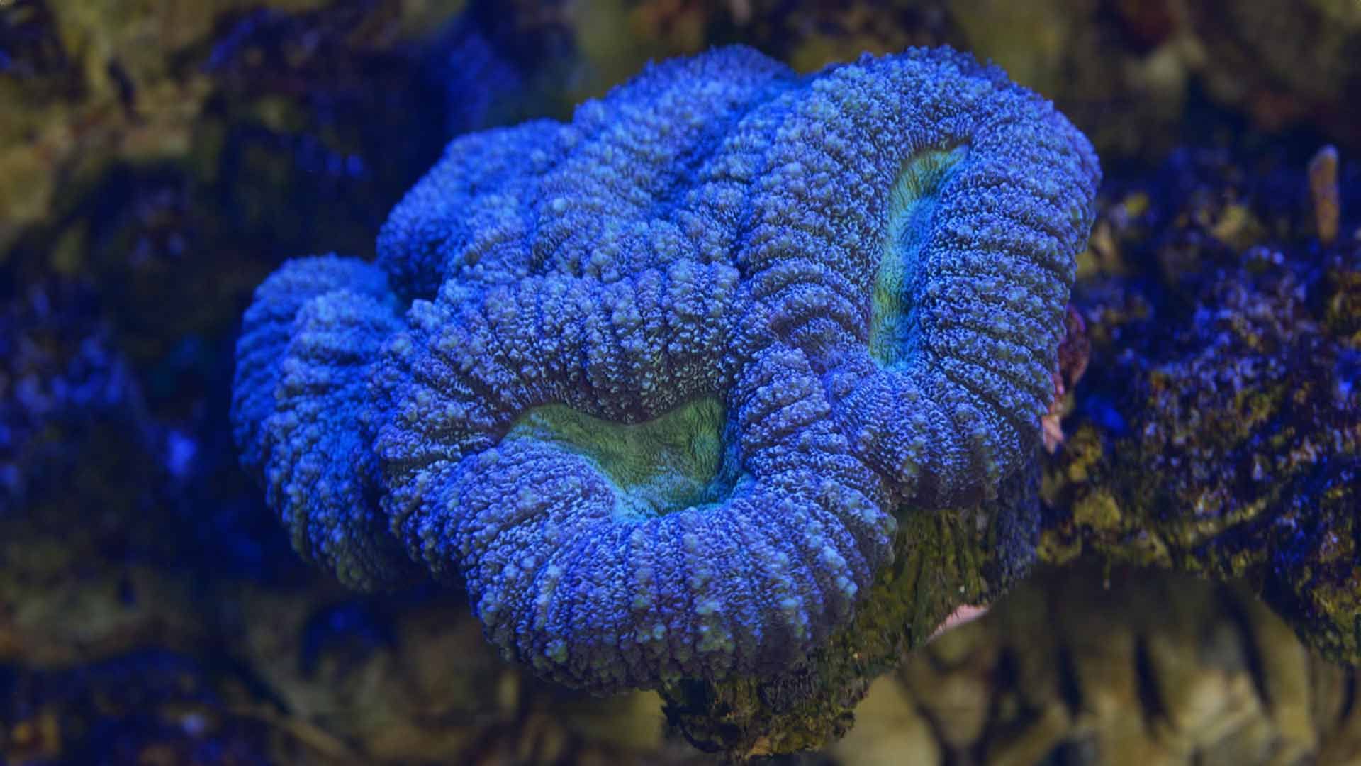 Coral Cerebro Abierto Poema Del Mar Acuario Gran Canaria