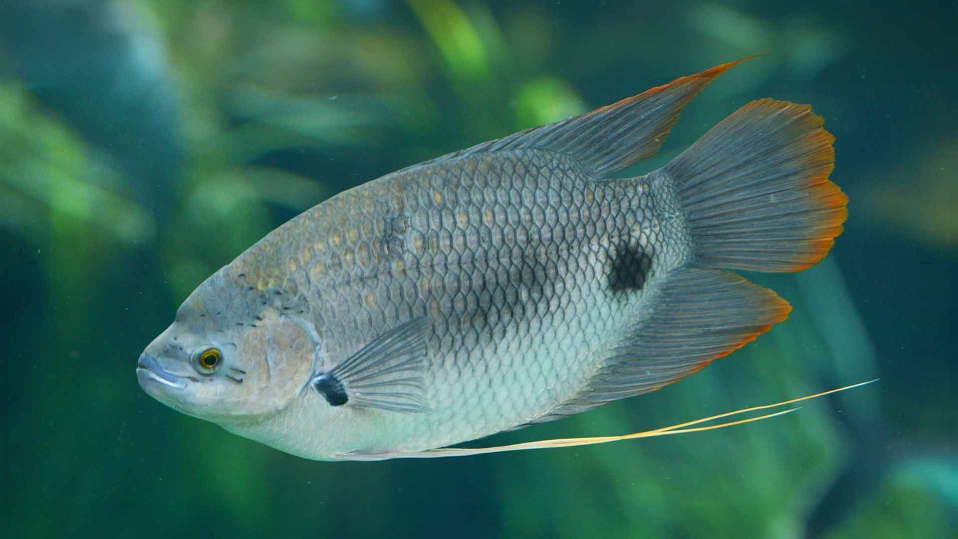 Gourami de Cola Roja