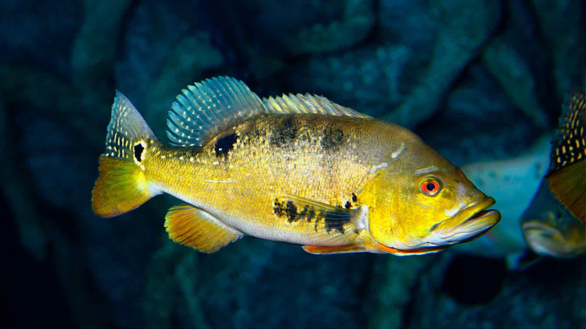 Butterfly Peacock Bass