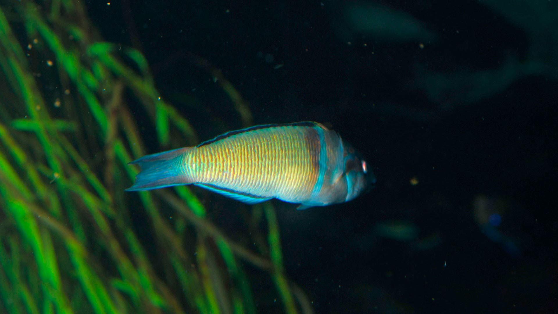 Ornate Wrasse