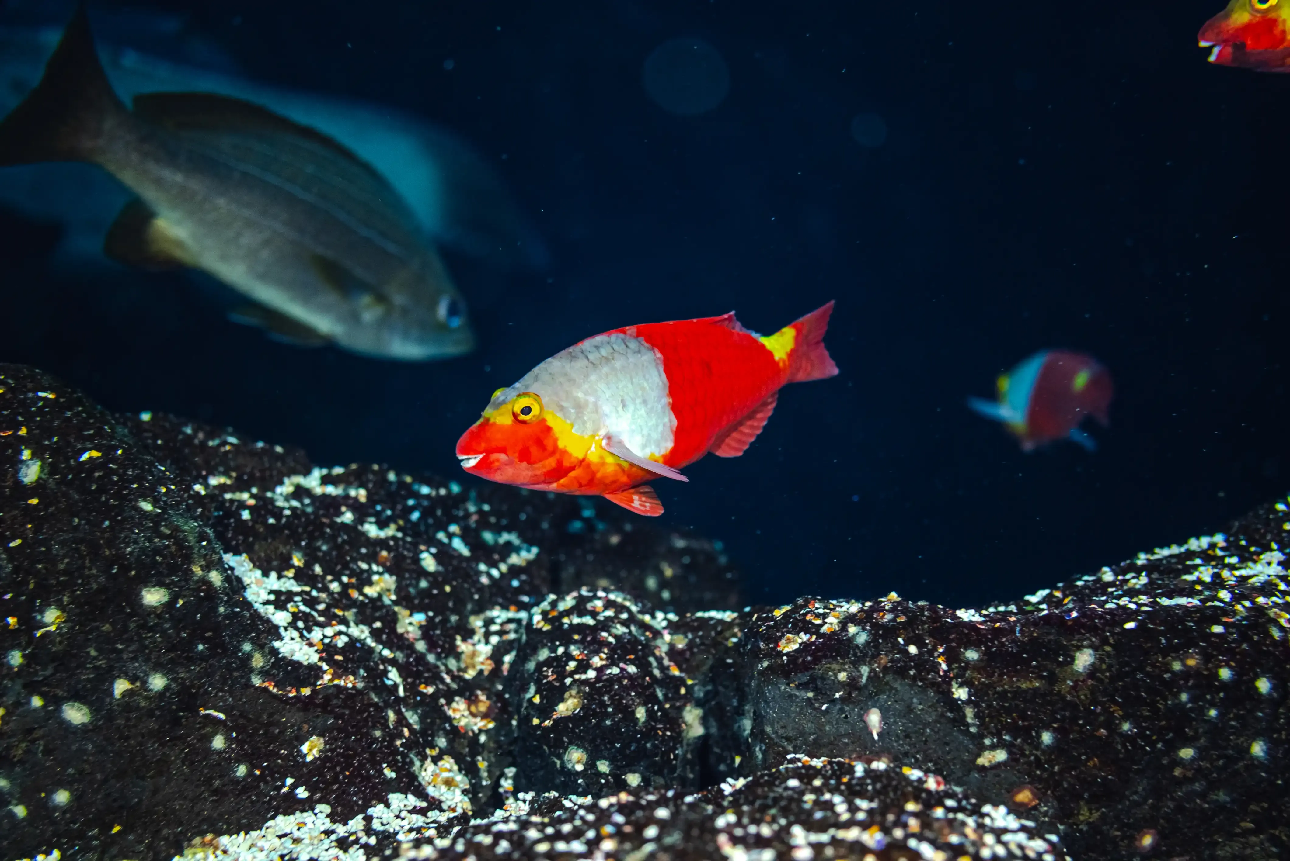Several fish species at Poema del Mar