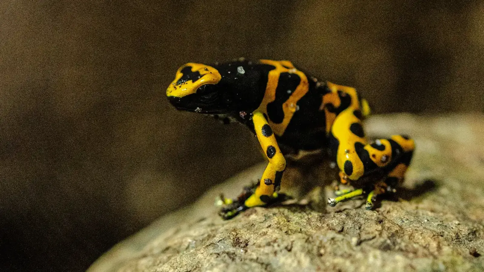 Yellow-banded Poison Frog (Dendrobates leucomelas)