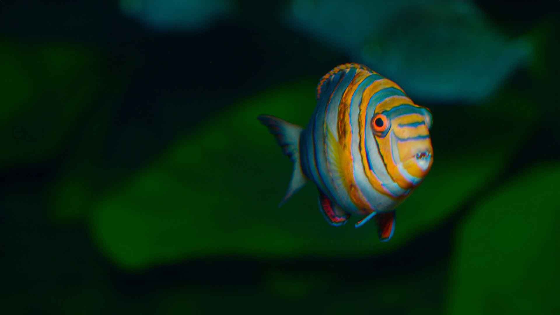 Harlequin Tuskfish