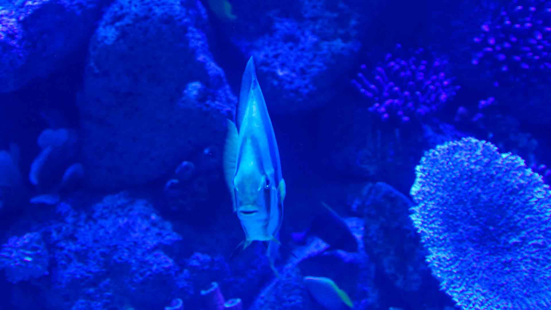 Batfish