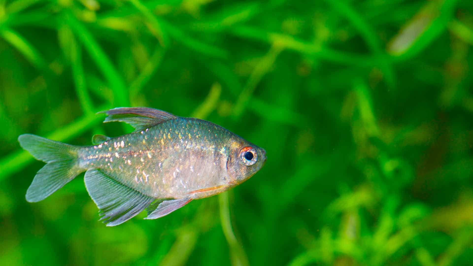 Diamante Tetra