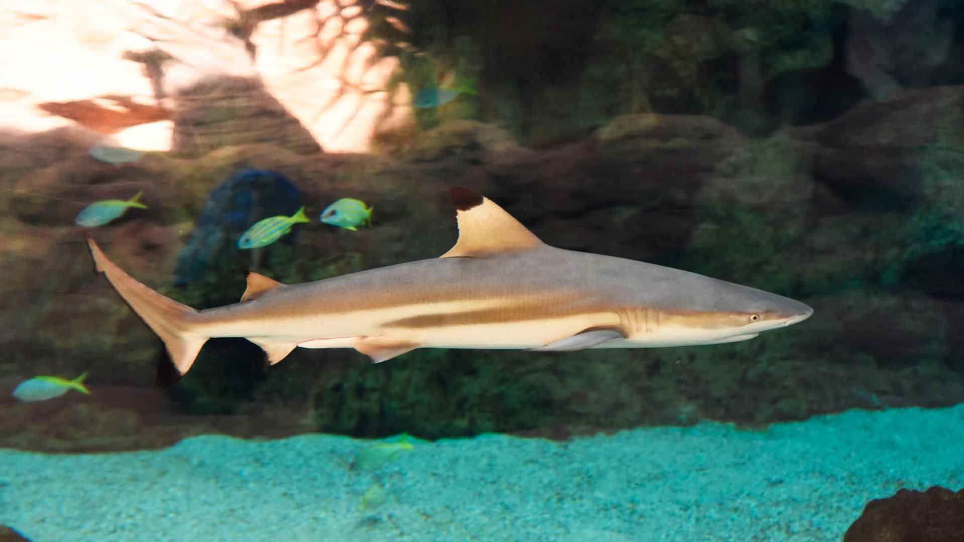 Blacktip Shark