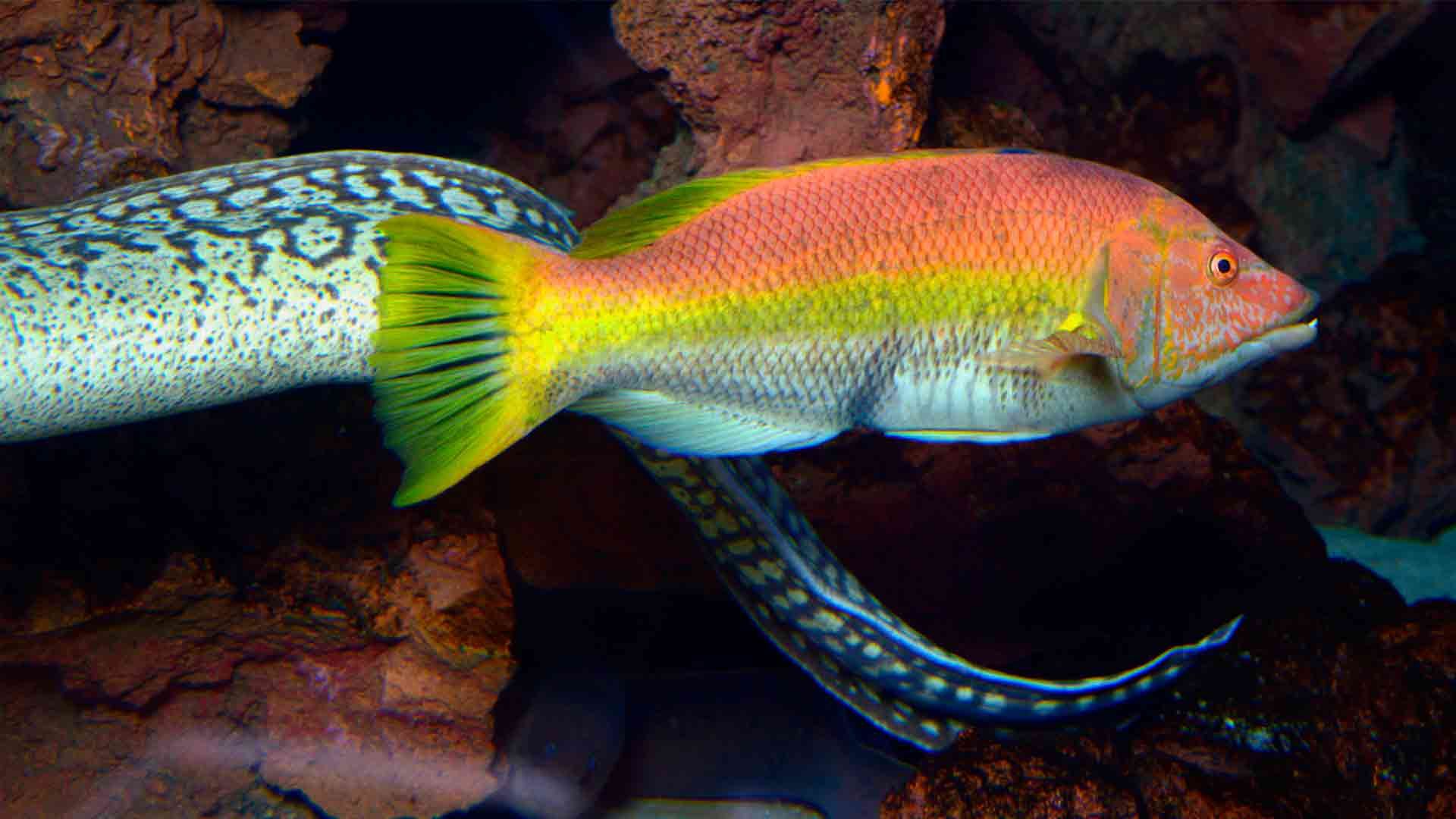 Barred Hogfish