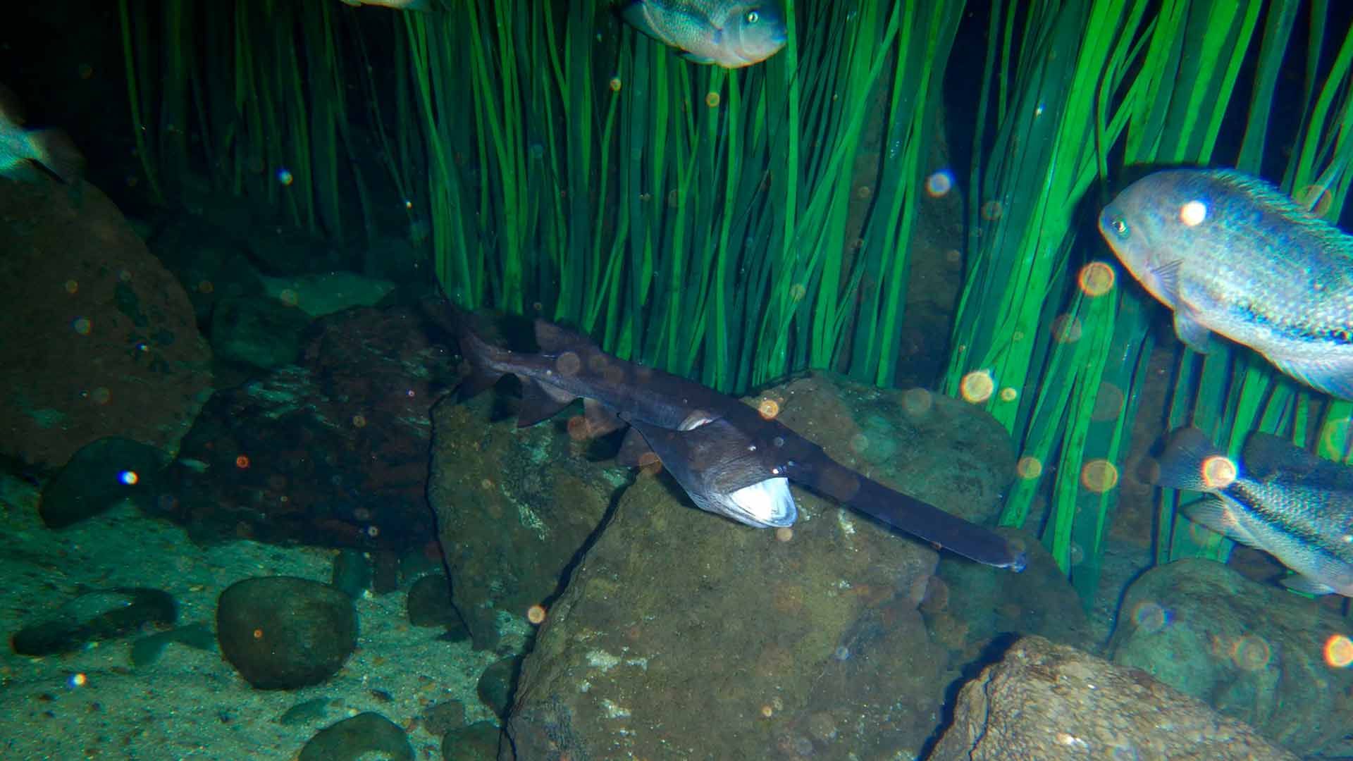 American Paddlefish