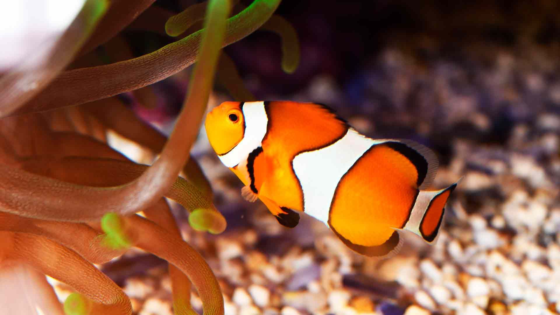 Clownfish