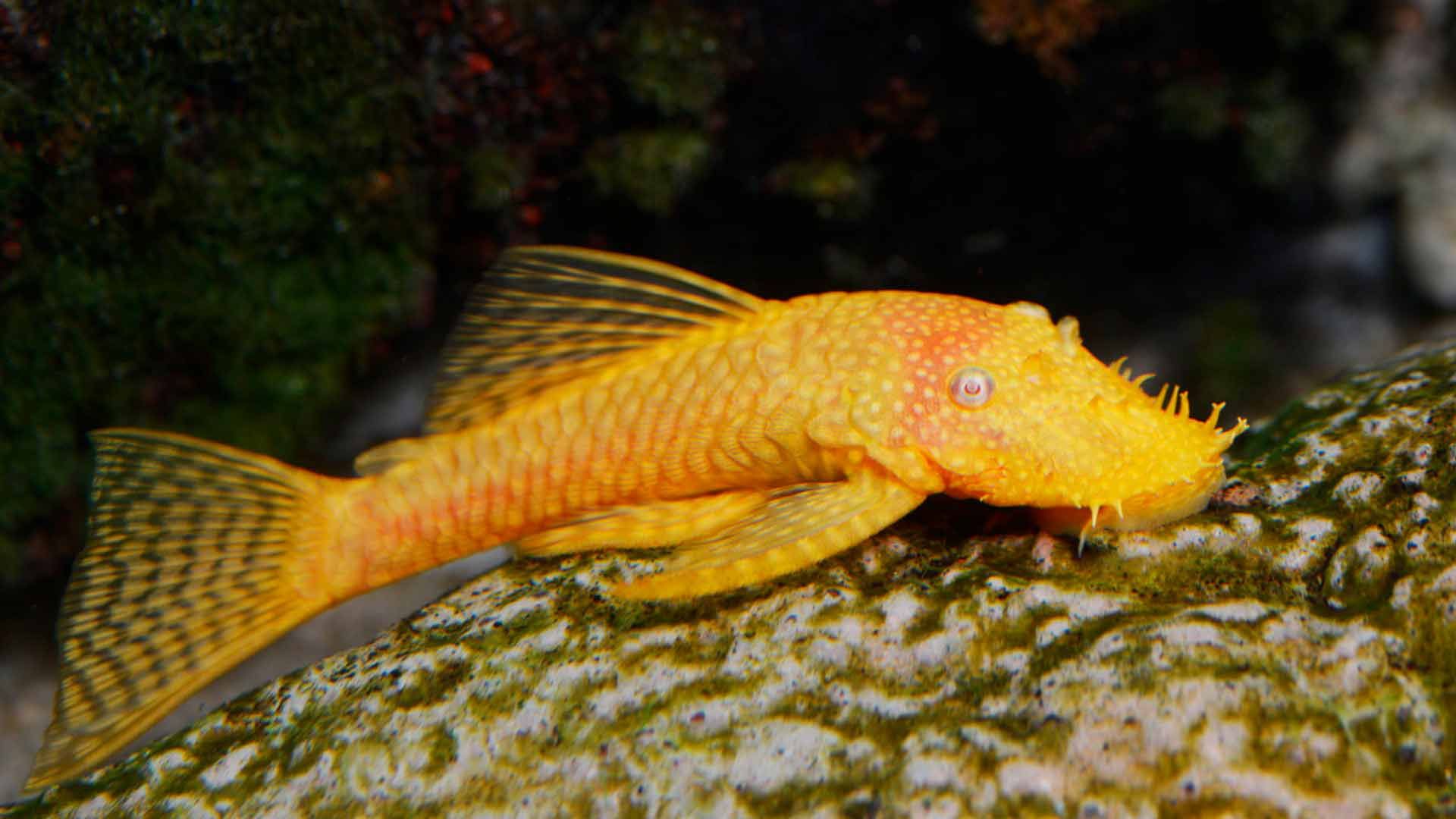 Bristlenose Pleco