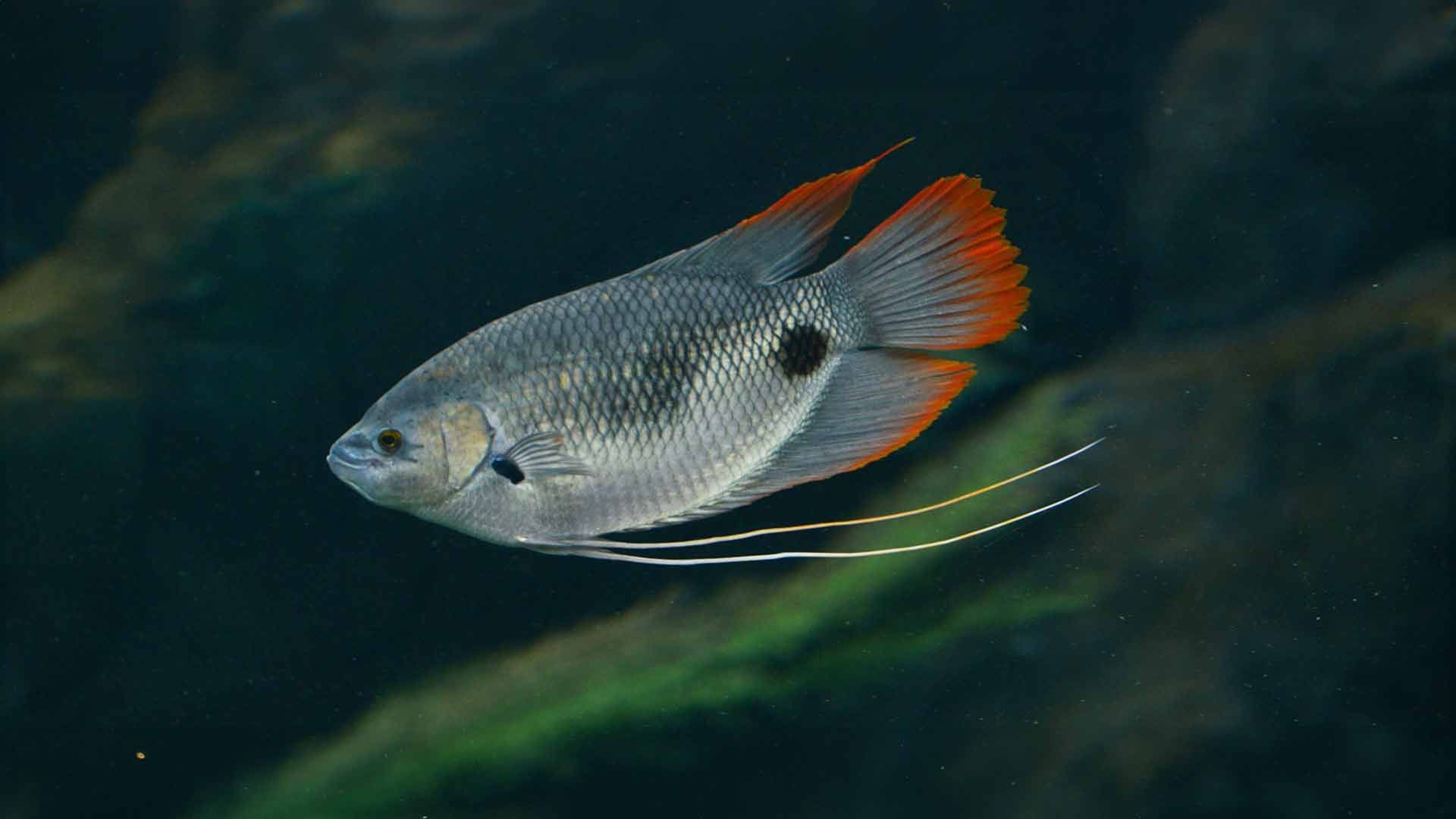 Gourami de Cola Roja Poema Del Mar Acuario Gran Canaria