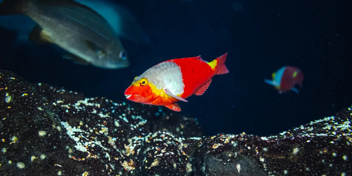 Varios peces de canarias dentro de Poema del Mar