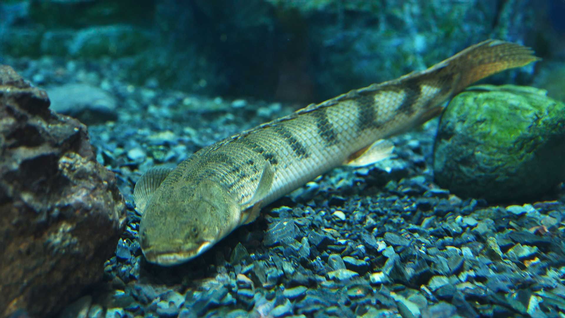 Congo Bichir