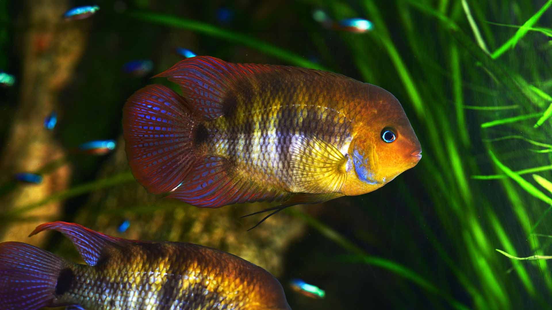 Sajica-Buntbarsch Poema del Mar Aquarium Gran Canaria