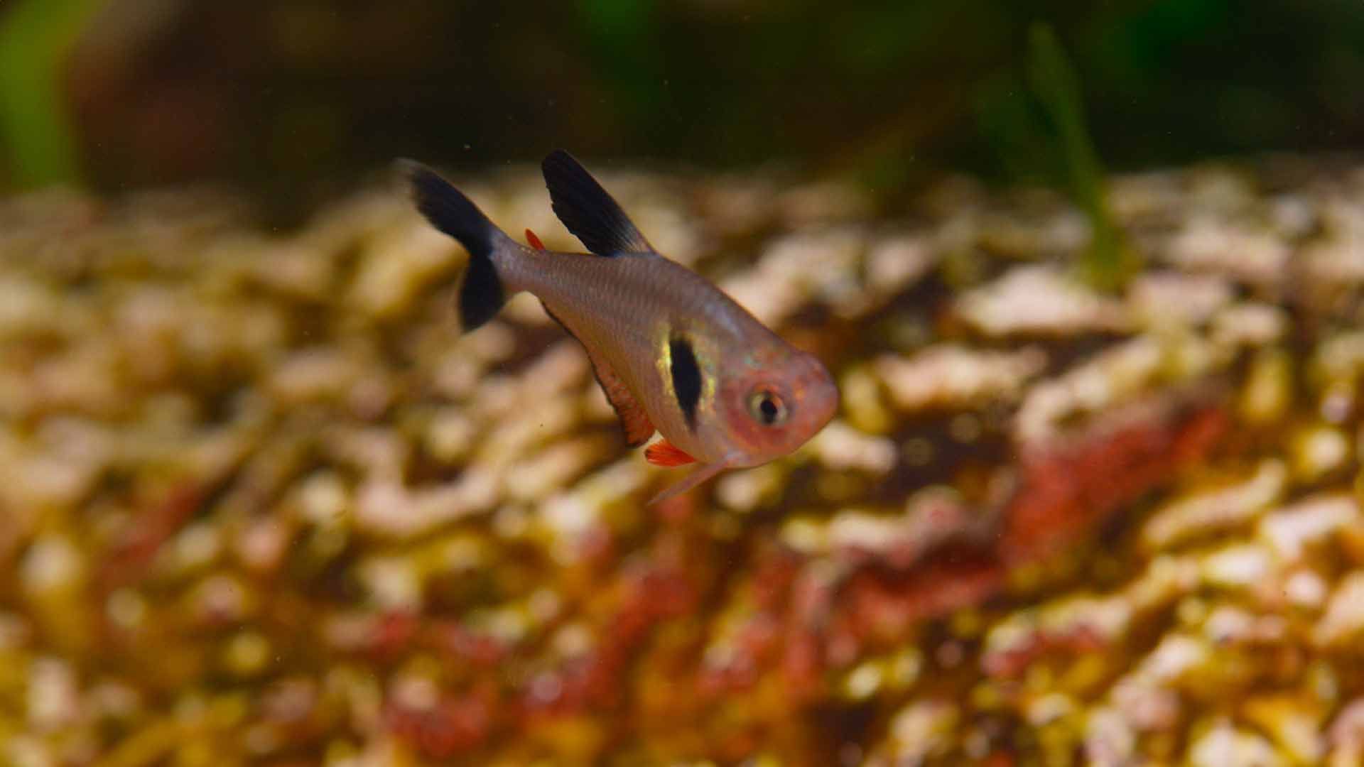 Black Tetra