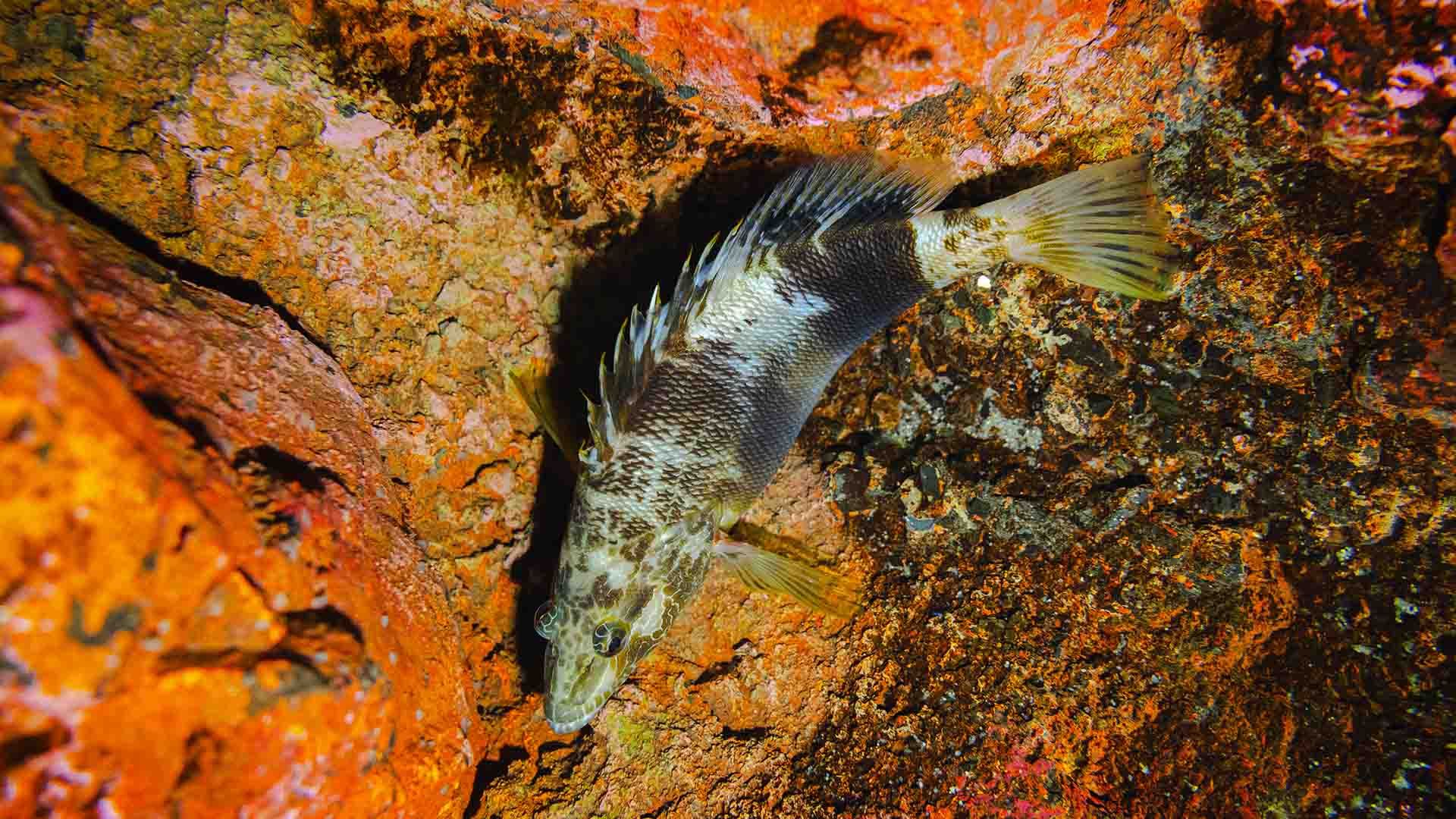 Cabrilla negra Poema Del Mar Acuario Gran Canaria