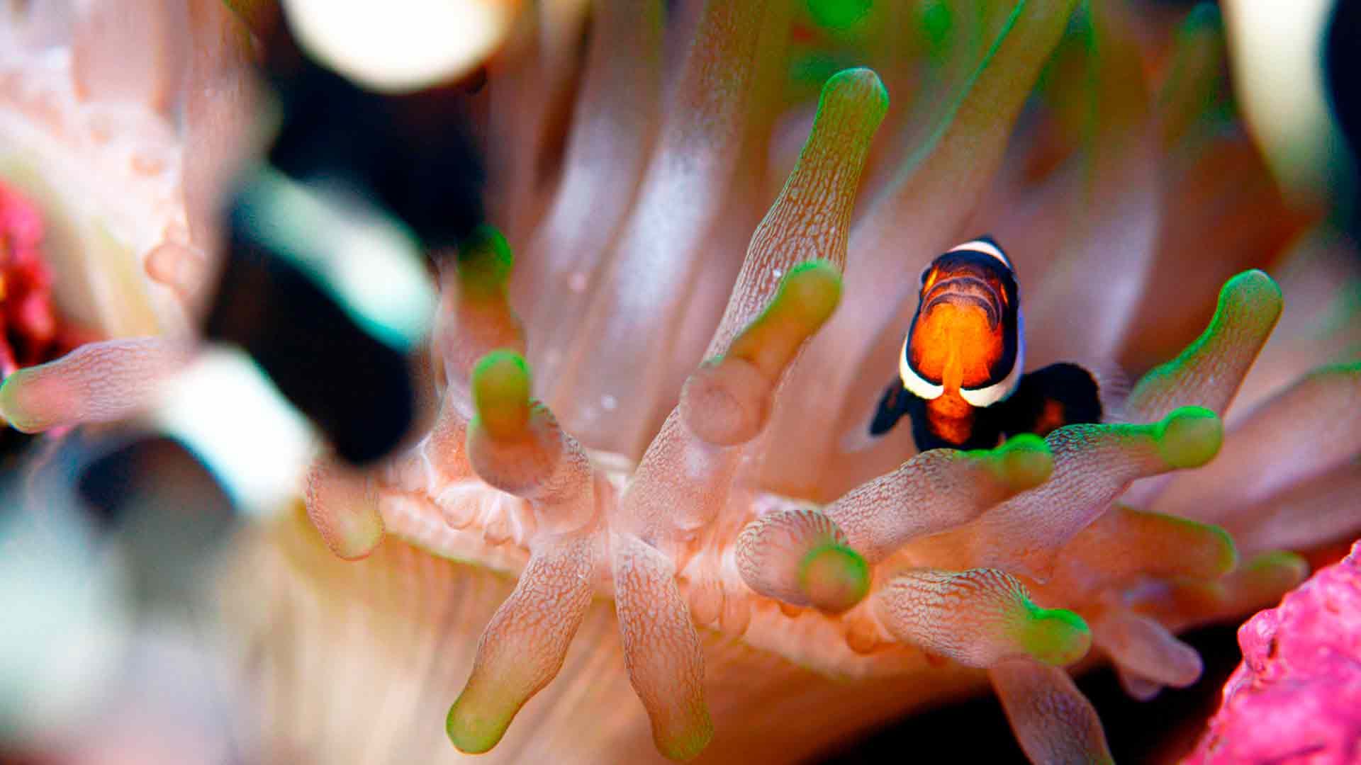 Brown Clowfish