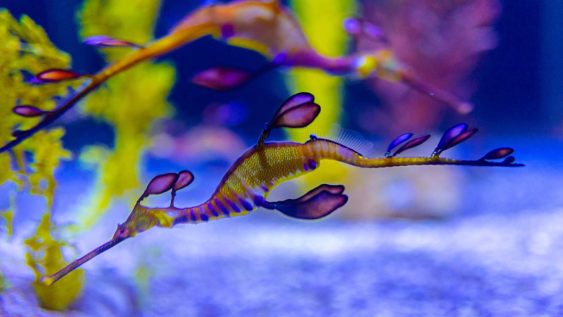 Dragón de Mar Poema Del Mar Acuario Gran Canaria