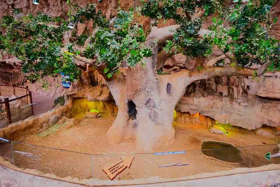 Baobab Poema del Mar Aquarium