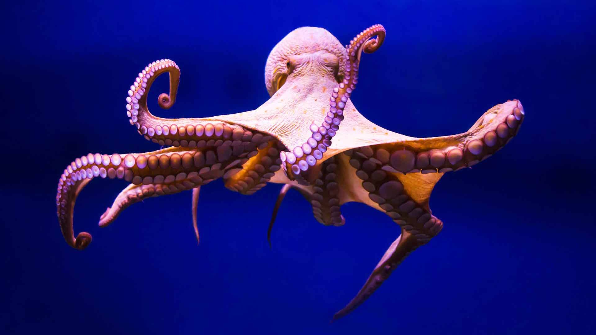 Comun Octopus