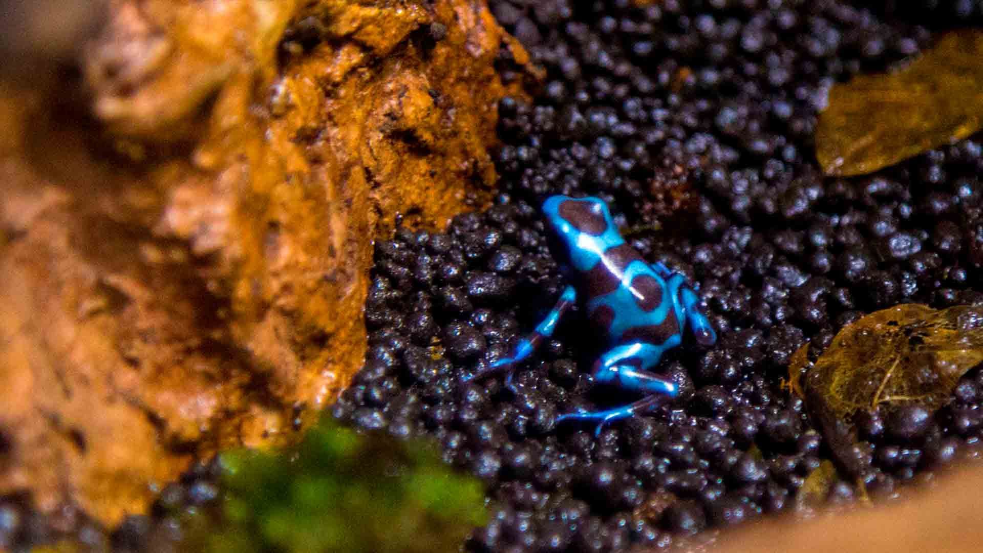 Blue Poison Dart Frog