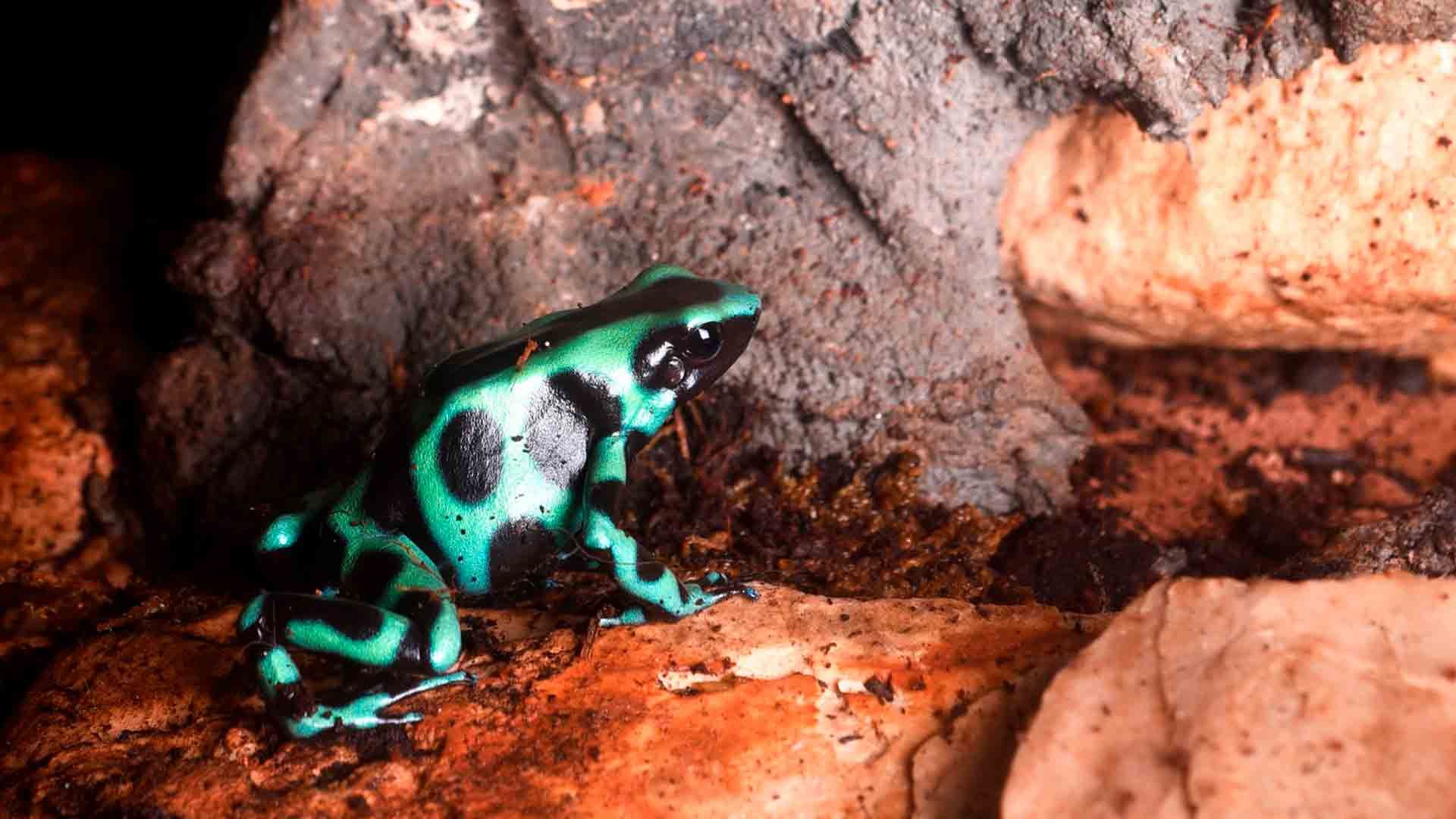 Green Black Posion Dart Frog