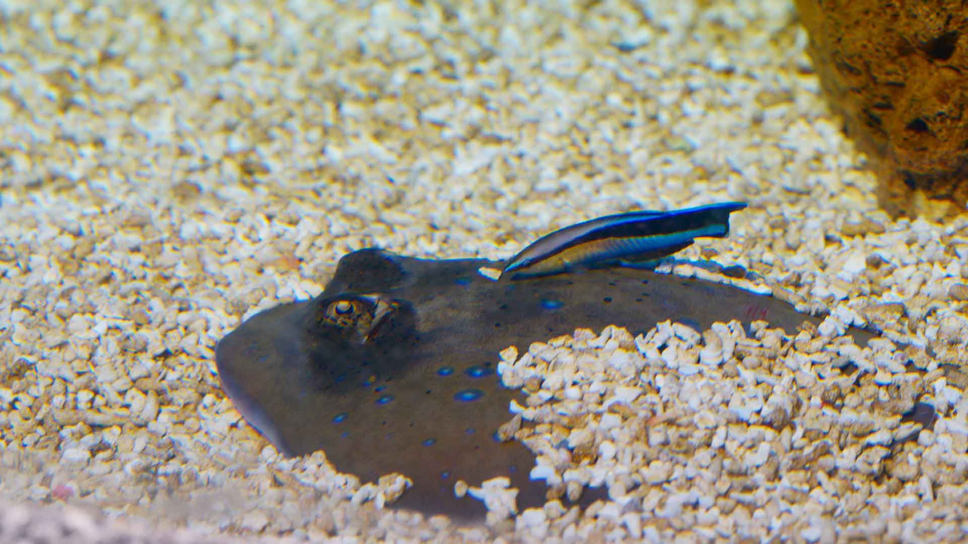 Bluespotted Ribbontail Ray