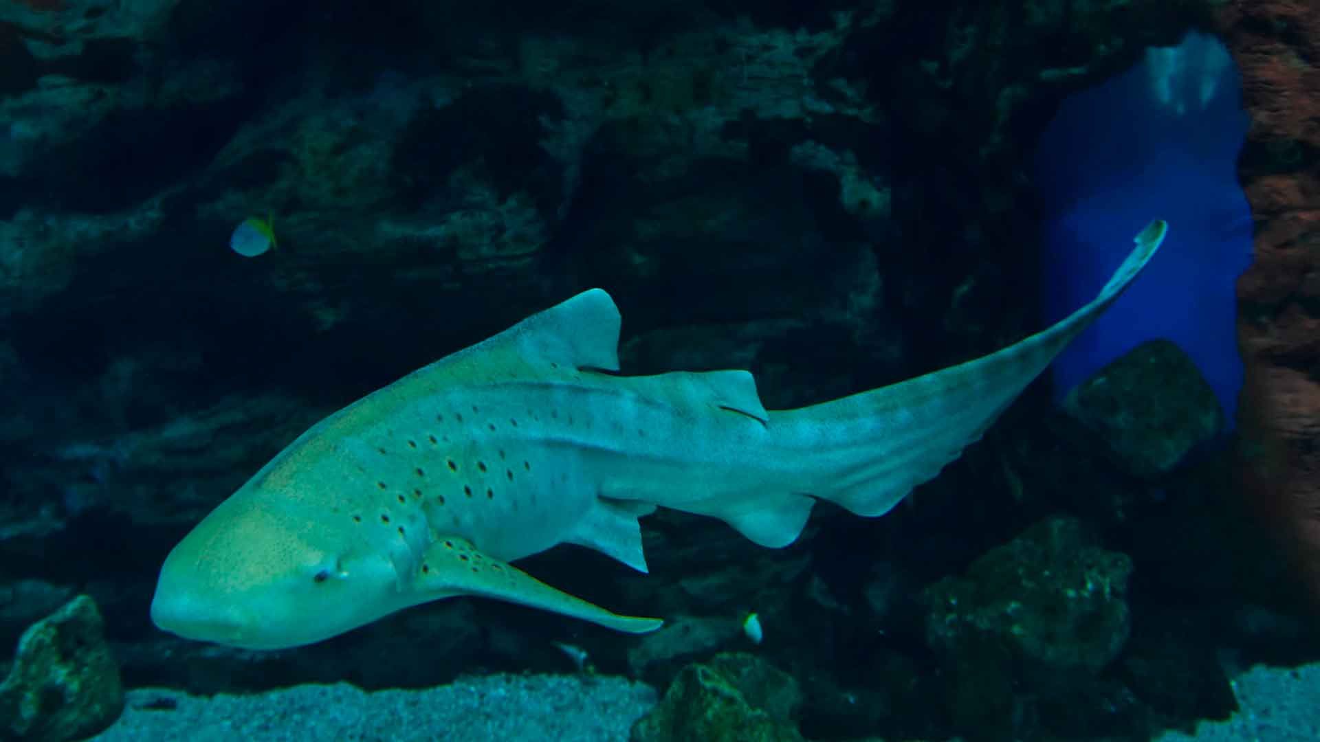 Zebra Shark