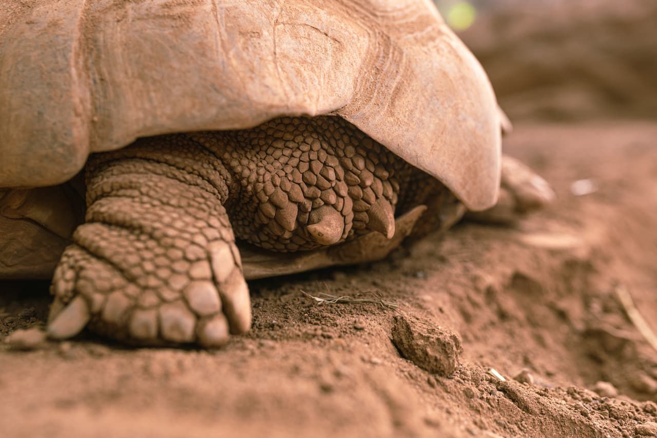Detalle de los espolones de la tortuga de espolon africana