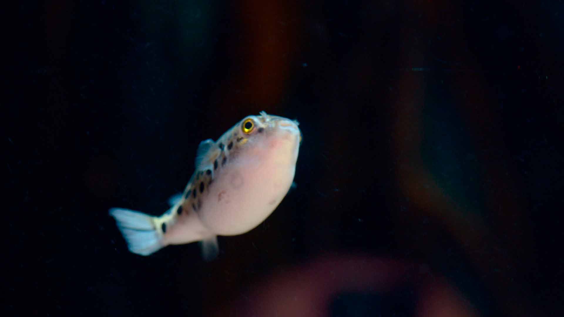 Green Spotted Puffer