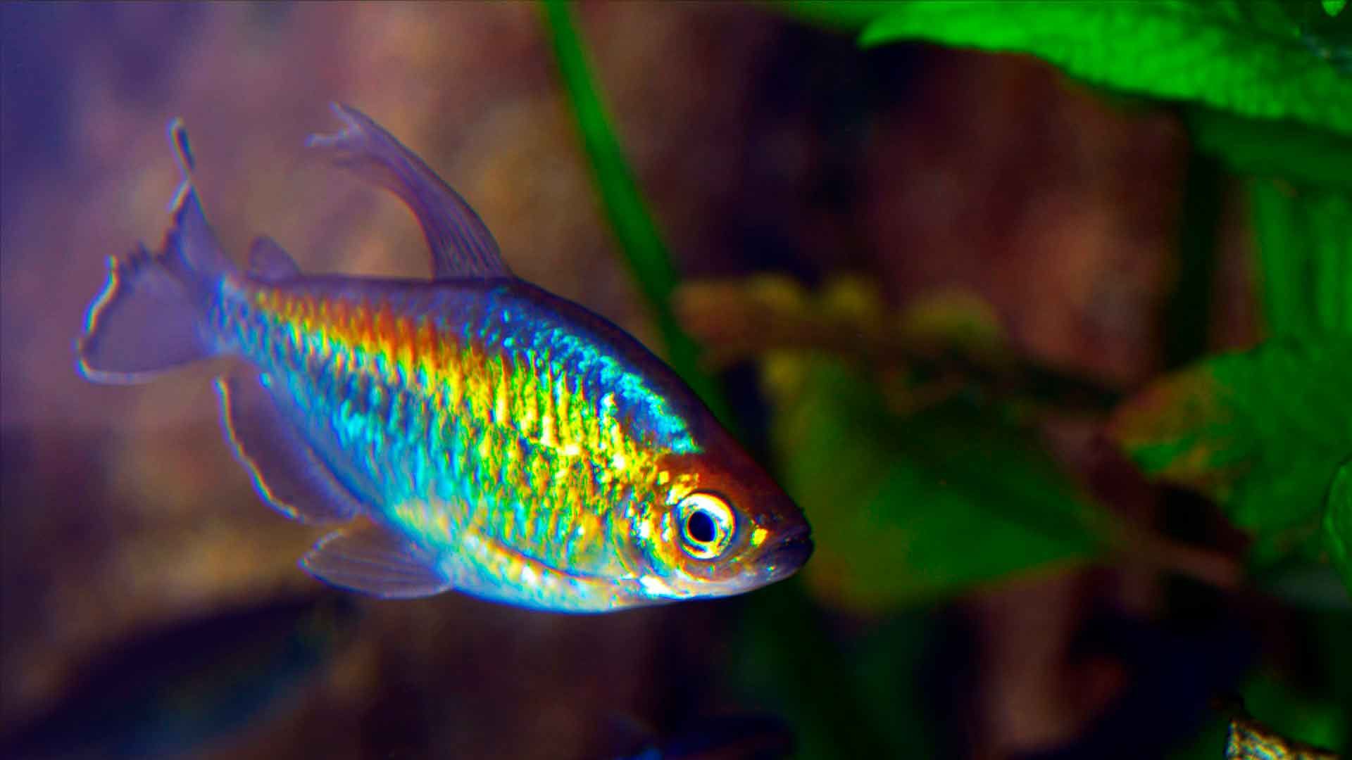 Blauer Kongosalmer Poema del Mar Aquarium Gran Canaria