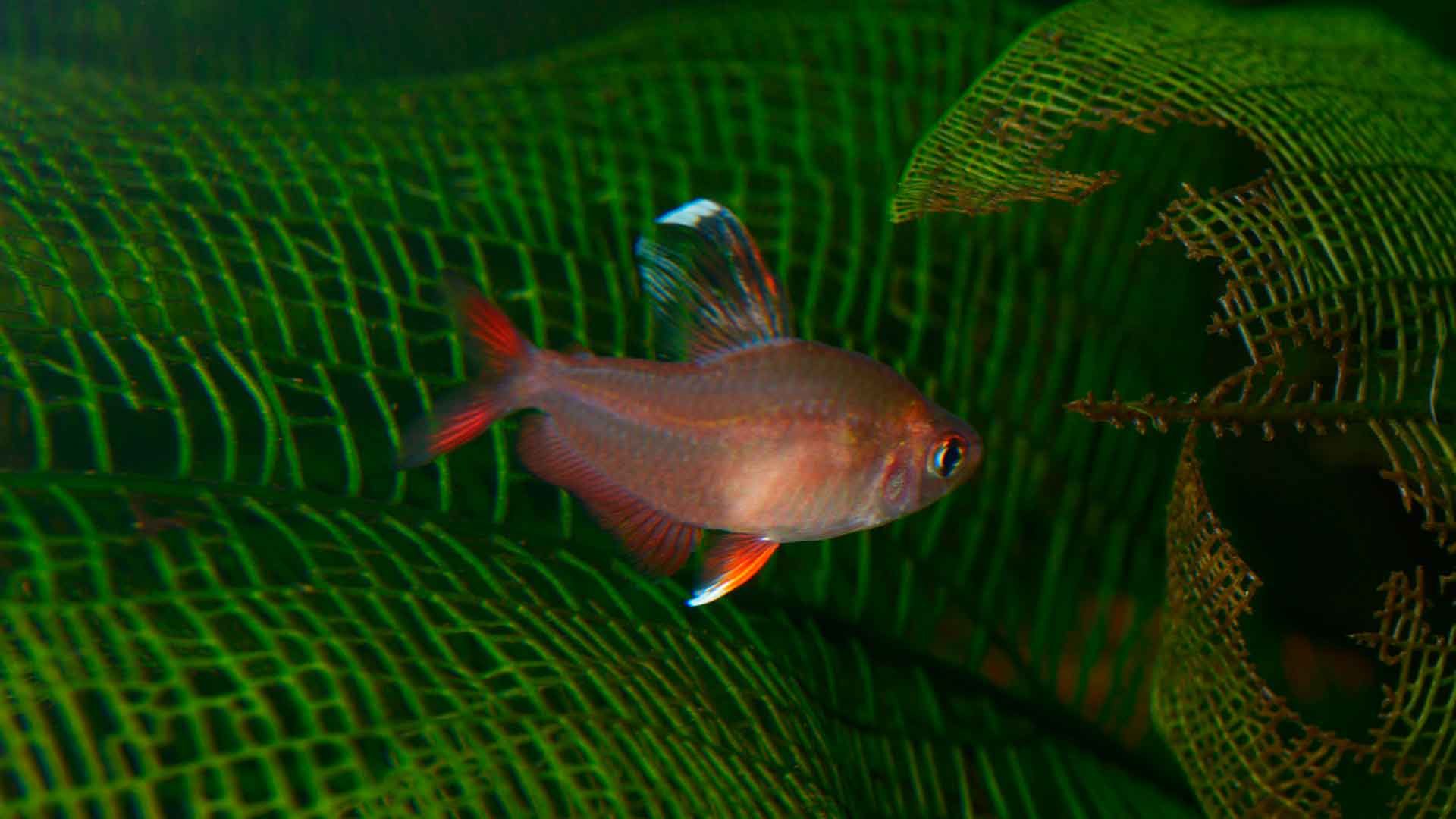 Moorise Pink Glofish Tetra Poema del Mar Aquarium Gran Canaria