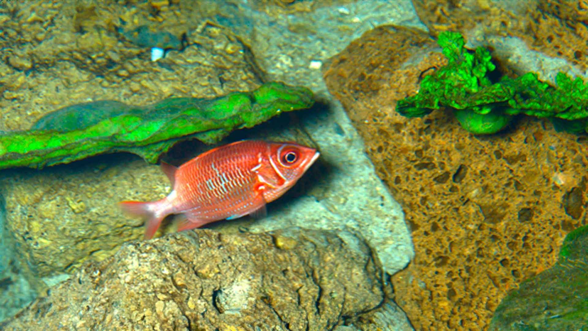 Silverspot Squirrelfish