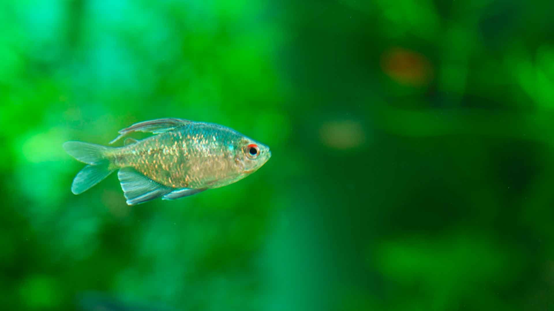 Diamante Tetra