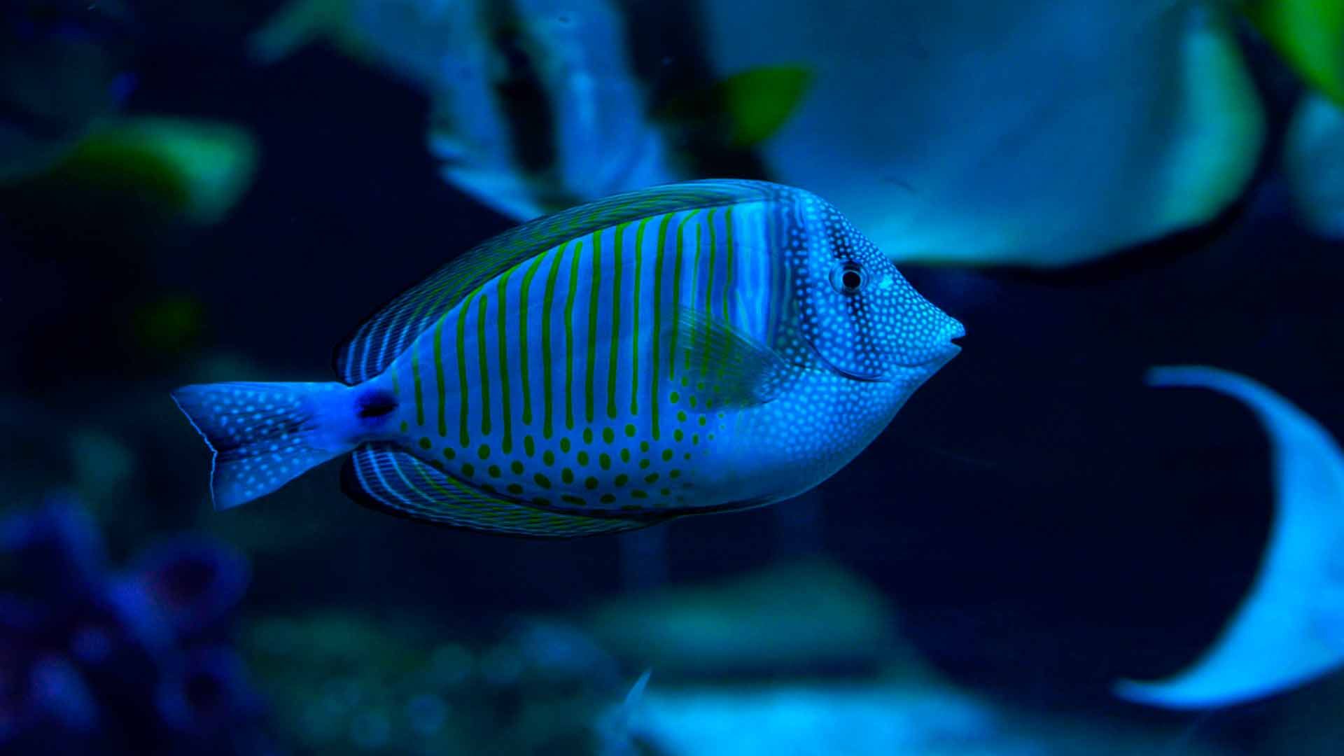 Sailfin Tang