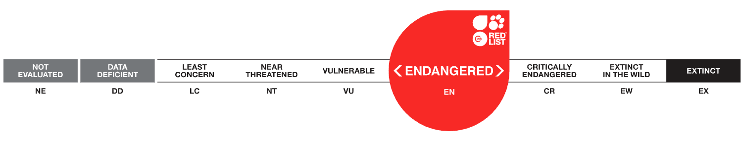 Lista roja UICN Litoria Caerulea