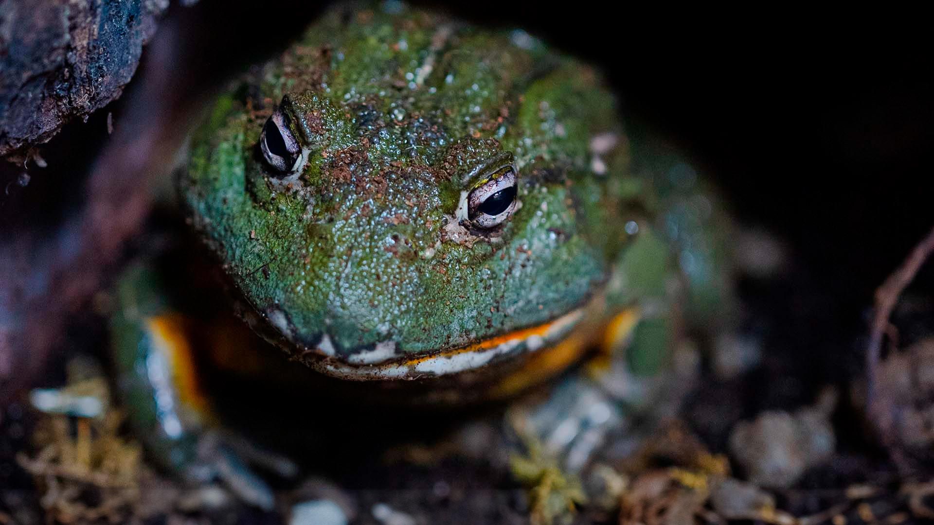 Ochsenfrosch Poema del Mar Aquarium Gran Canaria