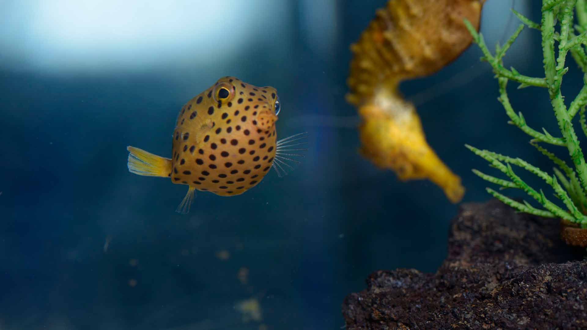 Smooth Trunkfish