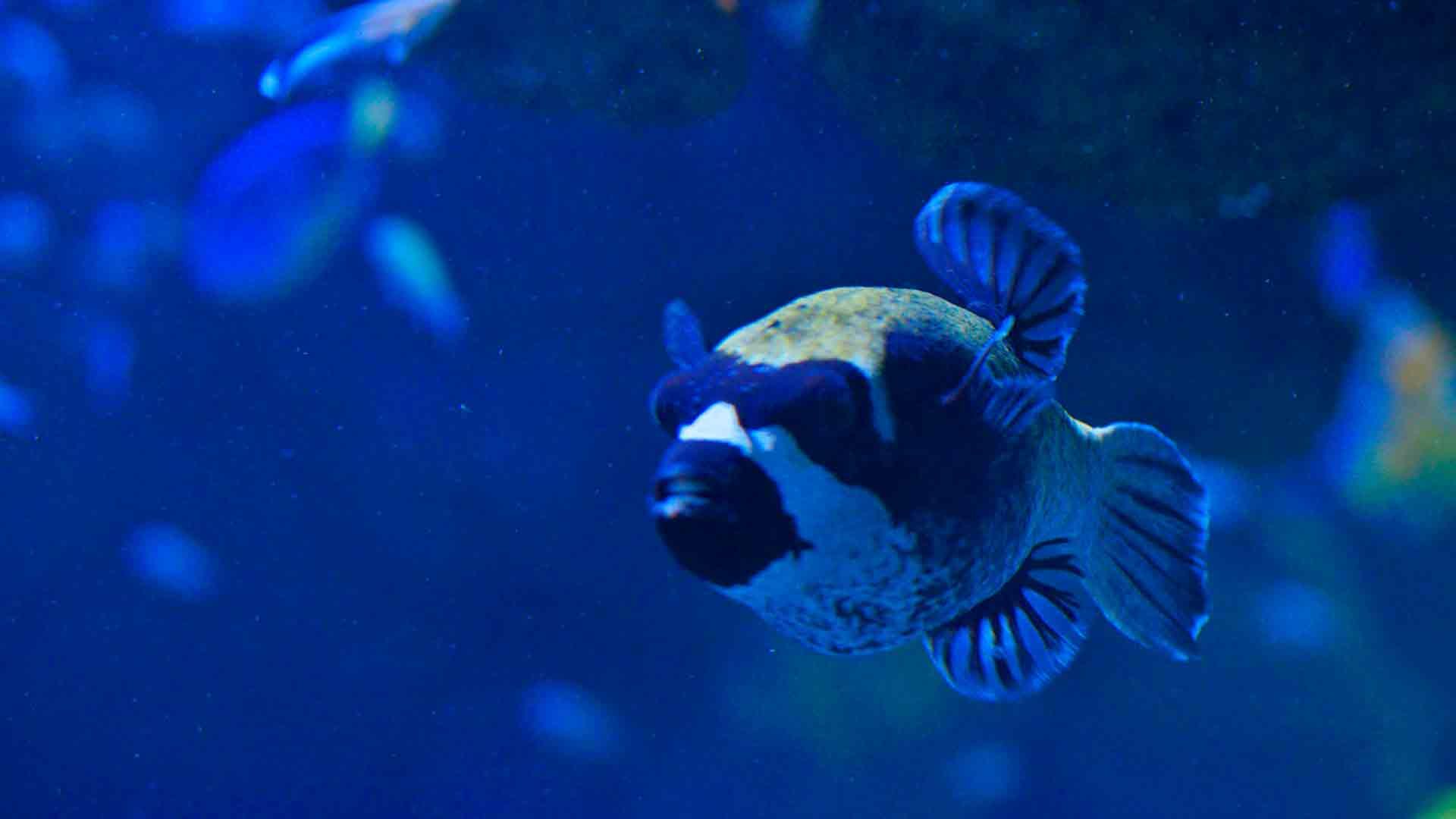 Masked Puffer